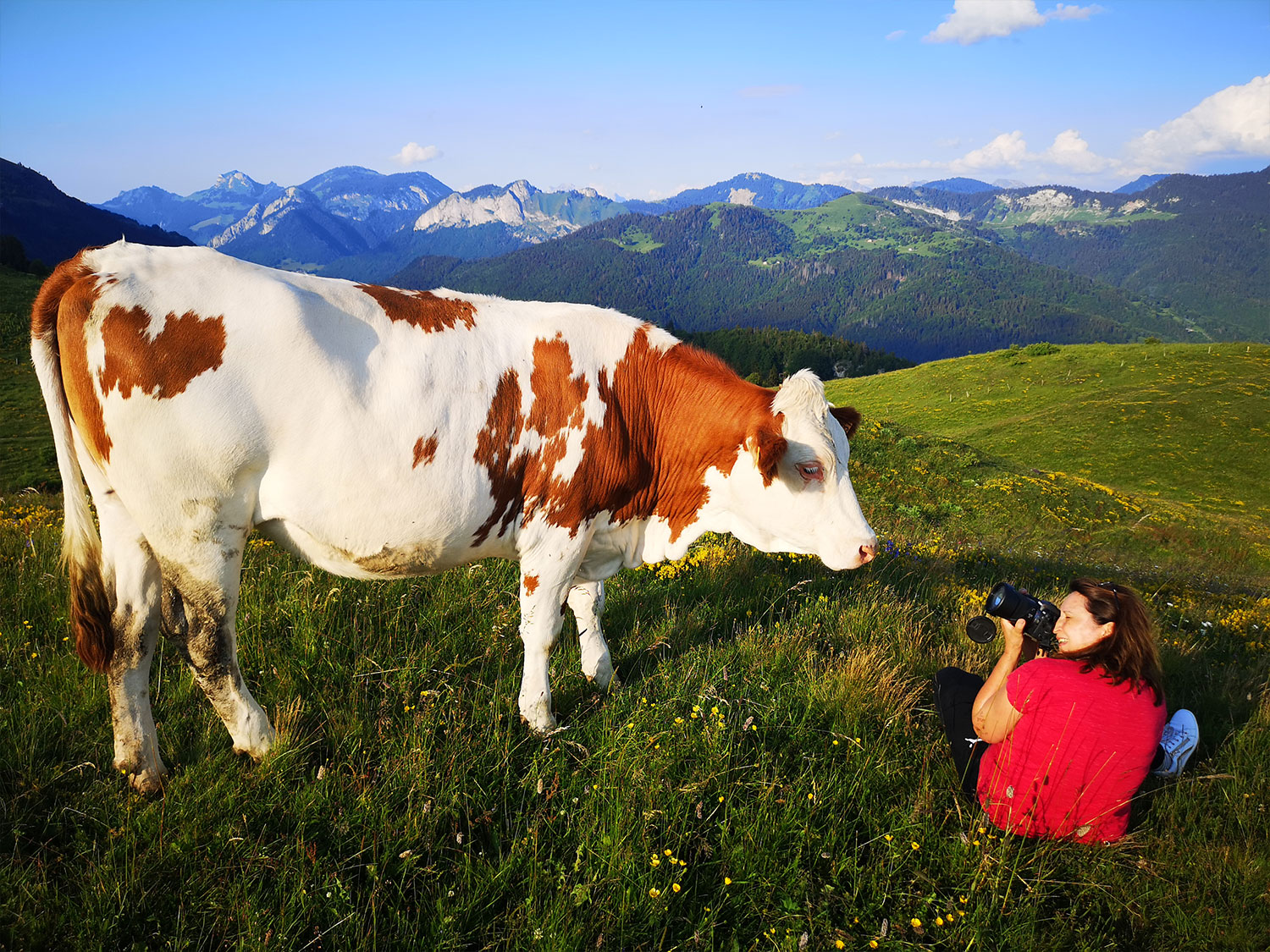 atelier stage photo en montagne vache